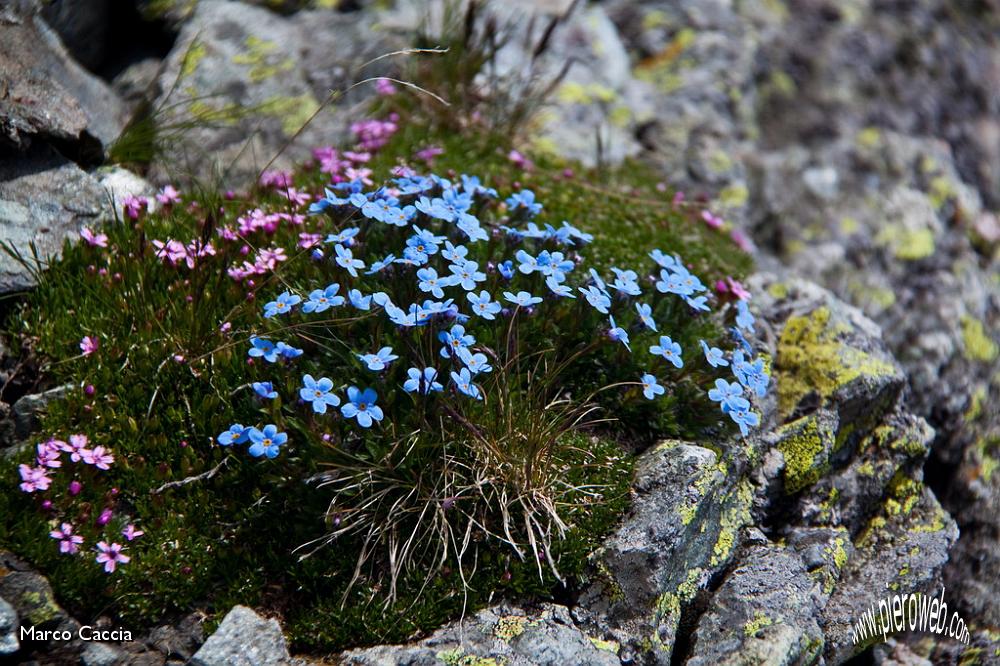 29_Fioriture sul Ponteranica.jpg